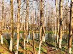 -桤木河湿地公园