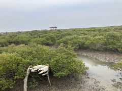 -北海金海湾红树林生态旅游区