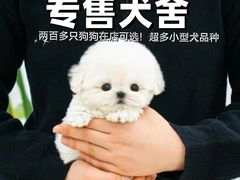-萌宠之家·腊肠犬·马尔泰·小体犬舍