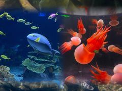-欢乐海岸海洋奇梦馆