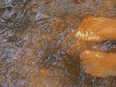 -桤木河湿地公园