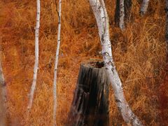 -莫尔道嘎国家森林公园