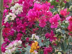 -芒洲湿地公园