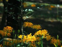 -杭州植物园