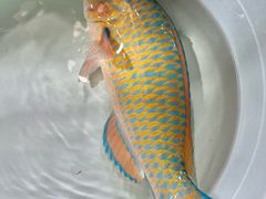 -班赞海鲜市场