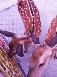 -萌宠亲子动物乐园(槐房万达店)