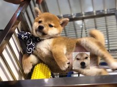 -柴源莊·柴小宠柴犬咖啡