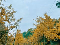 -铁山坪森林公园