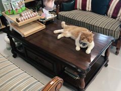 -欧奕国际动物医院