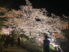 -四条大桥