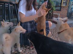 -柴犬高等学院·狗咖·柴犬售卖·宠物训练