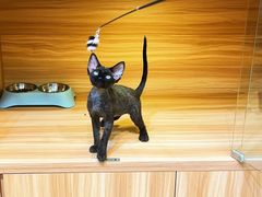 -猫十亿·布偶金渐层·曼基康矮脚猫舍(青年路店)