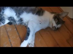 -爱派特动物医院·全科诊疗中心