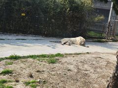 -上海野生动物园