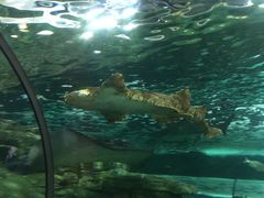 -悉尼海洋生物水族馆
