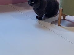 -三花喵·撸猫购宠·宠物生活馆(虹桥南丰城店)