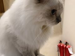 -藏猫猫咖啡主题馆(中央大道店)