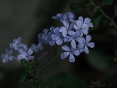 -老屋咖啡