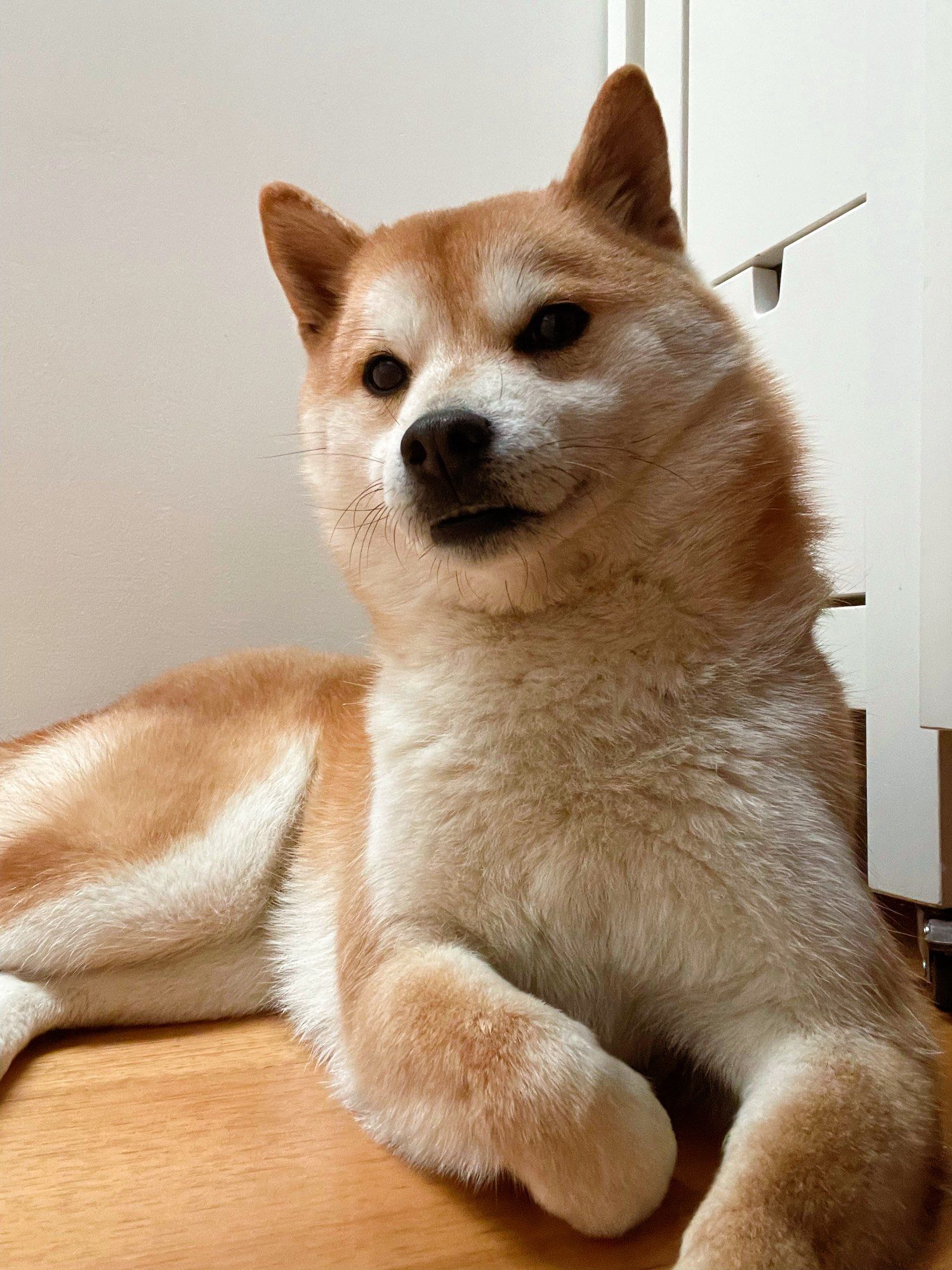 0元玩转这座城宠物狗狗的日常萌 柴犬的日常就是发呆 呆萌呆萌的 
