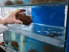 鲜海胆-海胆小馆(东北水饺·春柳店)