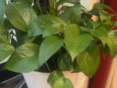 -东湖印象汉寿特色甲鱼钵子菜(渔人码头店)