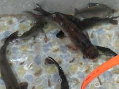 -山城家常菜铁锅炖鱼