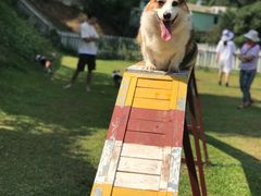 -良成狗狗乐园