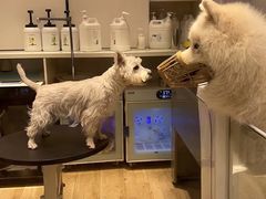 -佐罗家宠物馆·猫文化馆(紫霞路店)