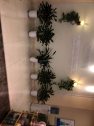 -碧莲盛·不剃发植发