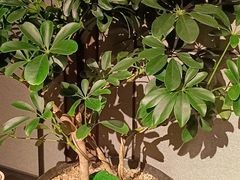 -虹之森·小馆