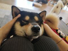 -南京Hallo宠物乐园·哈罗犬舍·柴犬繁育基地