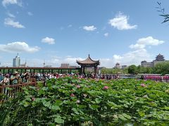 -莲花池公园