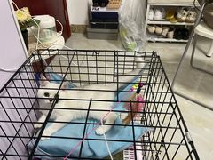 -lincat·猫舍(广州店)