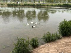 -咸阳湖景区-古渡公园