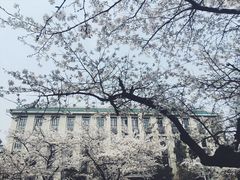 -武汉大学-樱园