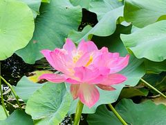 -陈家山荷花公园
