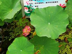 -微山湖红荷湿地景区