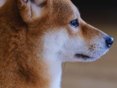-南京Hallo宠物乐园·哈罗犬舍·柴犬繁育基地