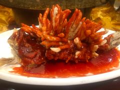 红珊瑚桂鱼-楚灶王(徐东店)