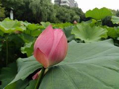 -陈家山荷花公园