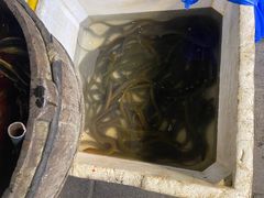 -铜元老码头鳝鱼火锅