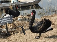 -天津东丽湖风景区