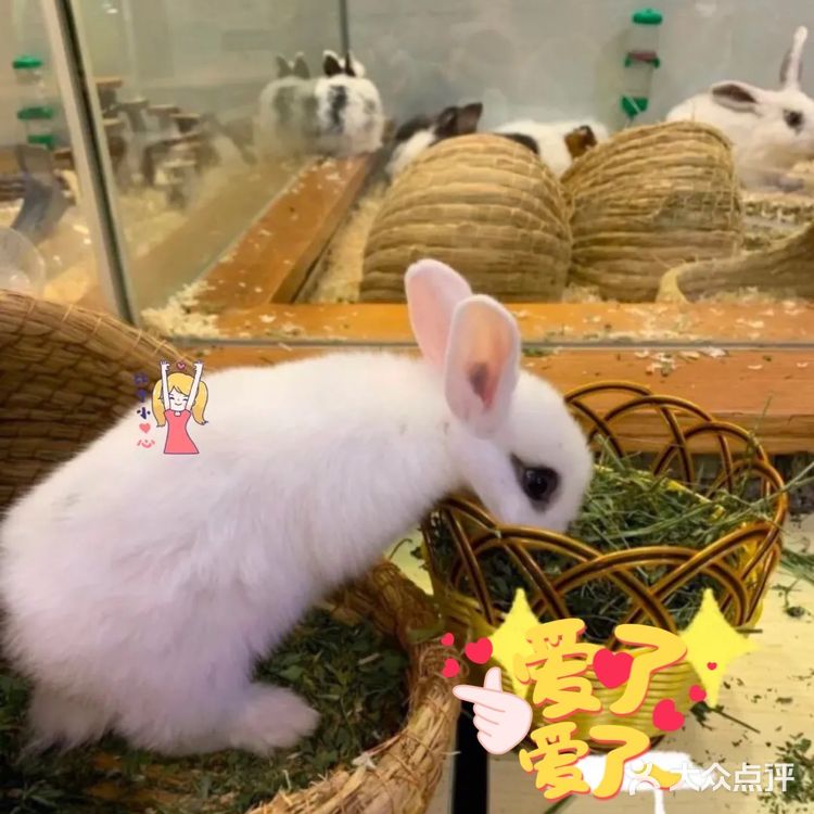 这家萌宠乐园也太棒了吧，还可以抱抱小动物！