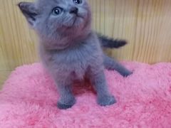 -猫宠乐园·专业洗护
