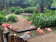 -清迈夜间动物园