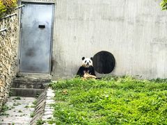 -卧龙中华大熊猫苑神树坪基地