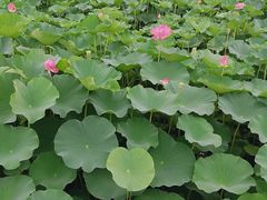 -荷塘月色湿地公园·向阳花洲