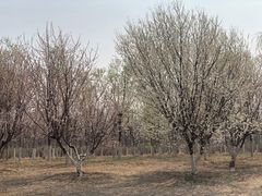 -西青郊野公园