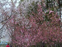 -高东镇樱花园