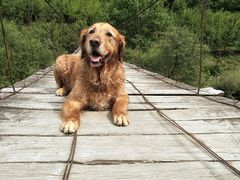 -芭比堂动物医院·犬猫全科·异宠专科(雁塔分院)